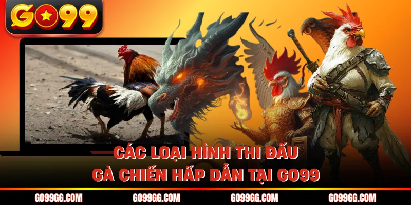 Các loại hình thi đấu gà chiến hấp dẫn tại GO99