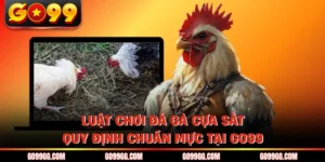Luật Chơi Đá Gà Cựa Sắt - Quy Định Chuẩn Mực Tại GO99
