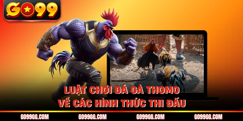 Luật chơi đá gà Thomo về các hình thức thi đấu